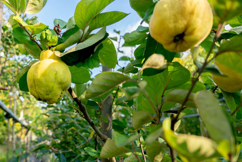 Obstgehölz